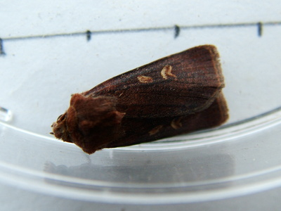 Square-spot Rustic